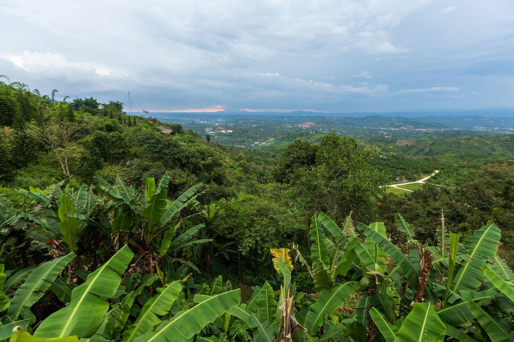 Banana plants on a green hillside, with forest stretching to the horizon